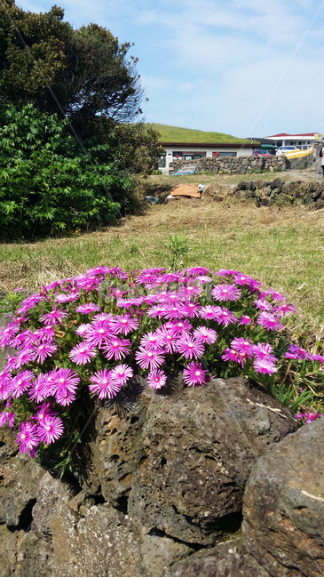 제주도,제주,현무암,꽃,돌,바위,나무,하늘,구름,들판,낮,사람없음,풍경,sky,jeju,jejuiland,집
