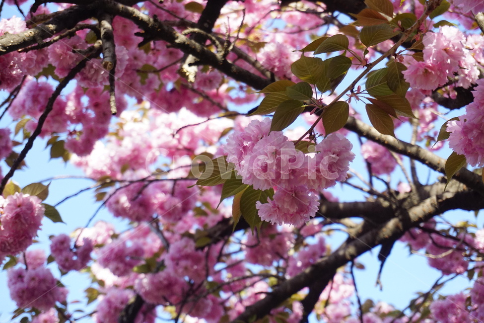 벚꽃,겹벚꽃,분홍꽃,봄,꽃,flower,봄,계절,spring,season,식물,자연,plants,nature,꽃,flower,plant,blossom,cherry blossom