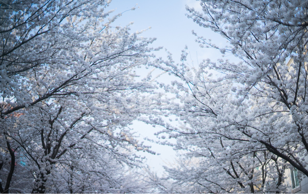 벚꽃,꽃,거리,벚꽃나무거리,봄,Flower,Cherryblossom,봄,계절,spring,season,자연,풍경,nature,landscape,식물,plants,나무,trees,wood,plant,tree