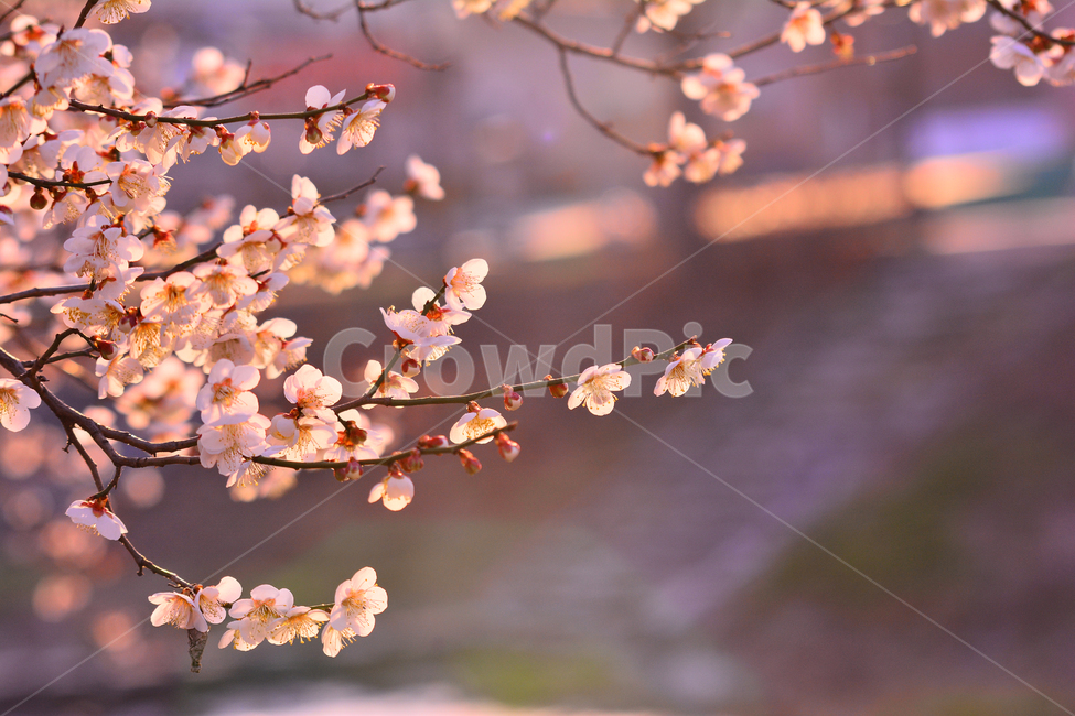 봄,매화꽃,살구꽃,봄꽃,시즌,계절,풍경,배경,바탕,백그라운드,3월,4월,야외,season,spring,flowers,봄,계절,spring,season,식물,자연,plants,nature,꽃,flower,plant,blossom