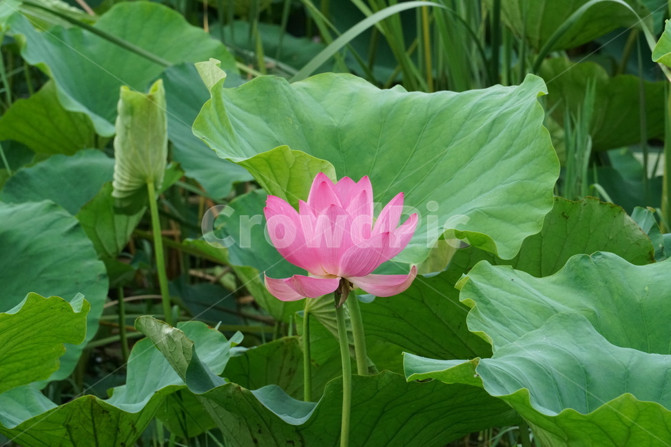 연꽃,련꽃,수초,식물,iotus,담수초,수중식물,수련과