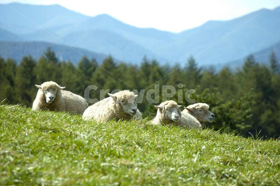 양,초원,대관령,양떼,산,여름,풍경,nature,동물,목장,감성사진,동물,animal,포유류,mammal,산업,industry,industrial,목축업,목장,livestock farming,ranching,pasture