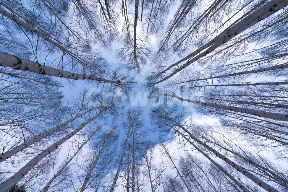 자작나무,강원도,인재,겨울,숲,설경,하늘,자작나무숲,원대리,인재군,겨울,계절,winter,season,식물,자연,plants,nature,나무,trees,wood