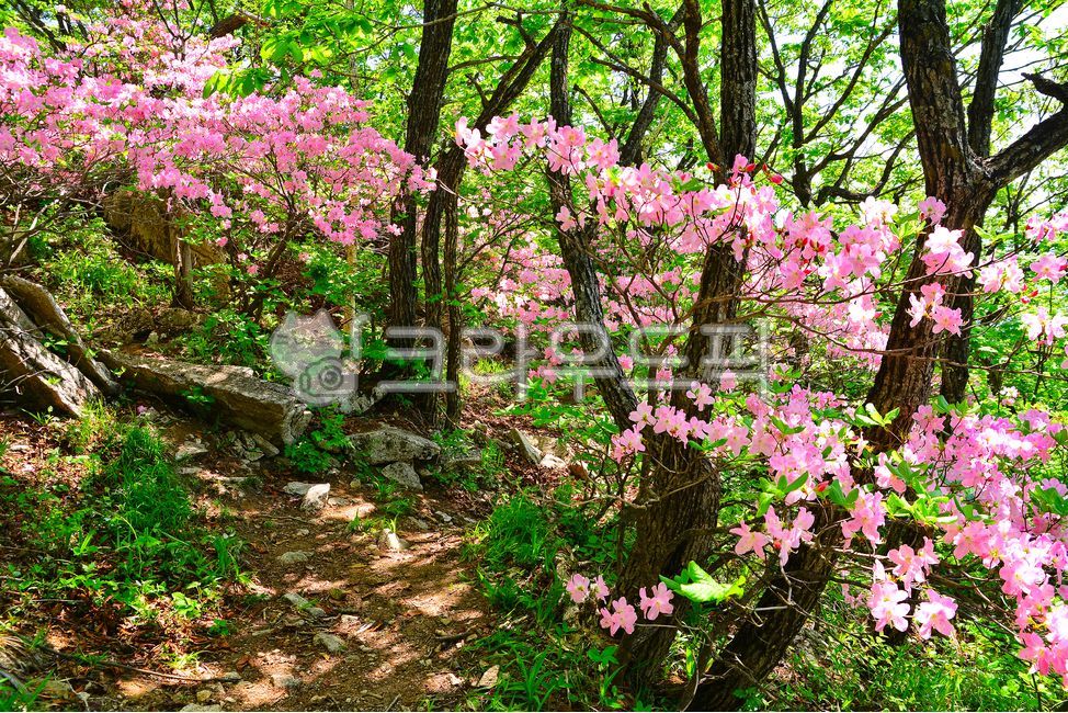 forest,nature,vegetation,azalea,mountain path,pink flower,hiking trail,flower,uphill road,spring flowers,hill road,petal,deciduous shrub,tree flower,Flowers blooming in the mountains,Rhododendron