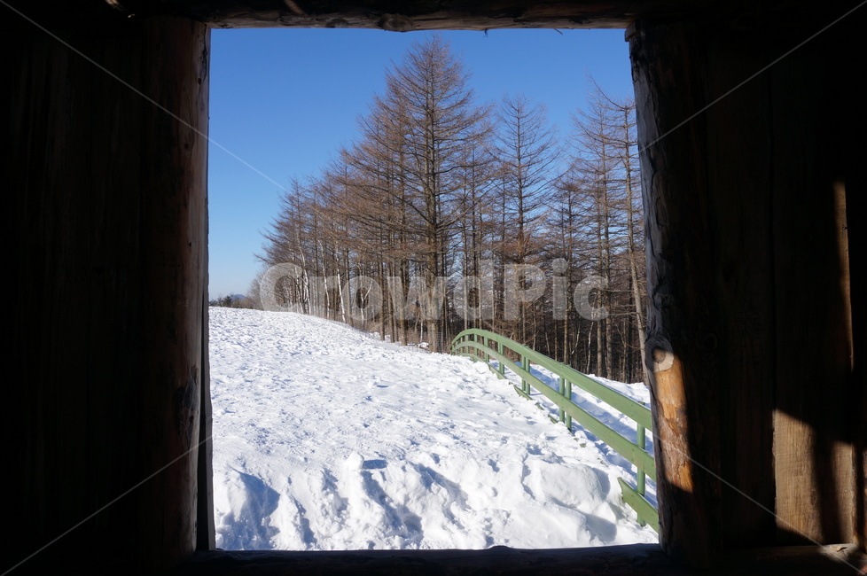 나무,눈,양때목장,분위기,오두막,겨울,계절,winter,season,자연,풍경,nature,landscape