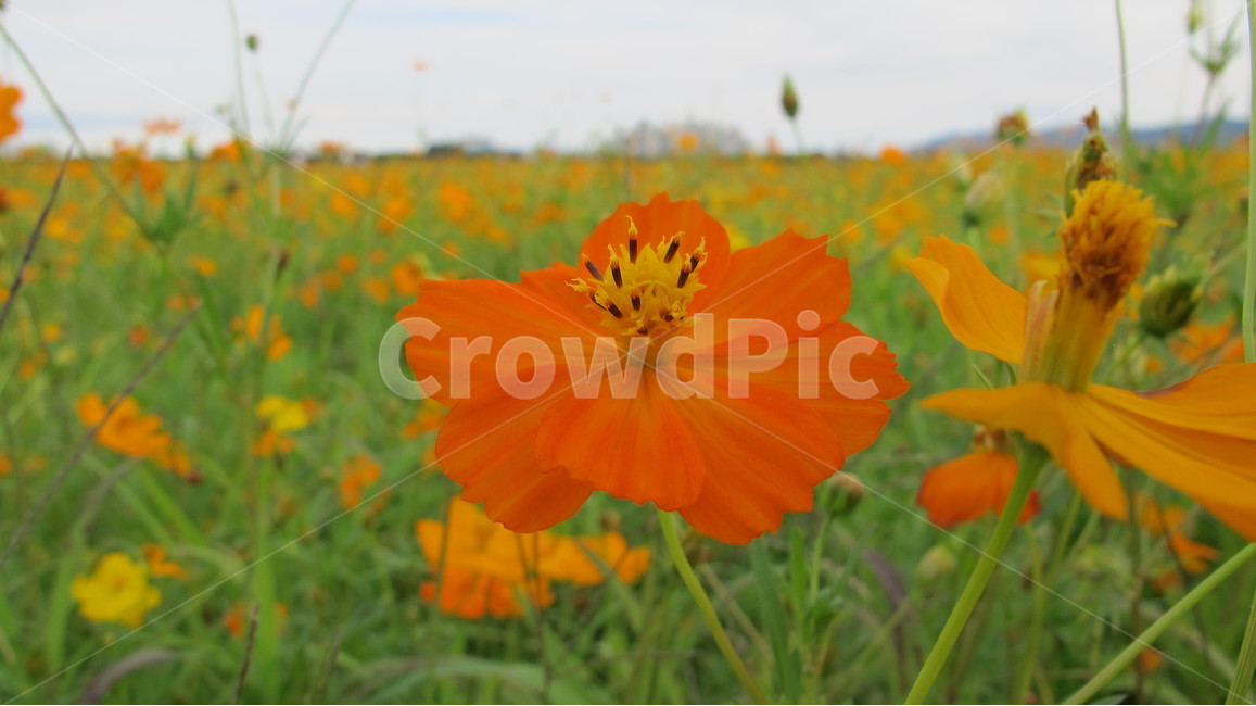 코스모스,꽃,식물,flower,cosmos,plant,fall,가을,식물,자연,plants,nature,꽃,flower