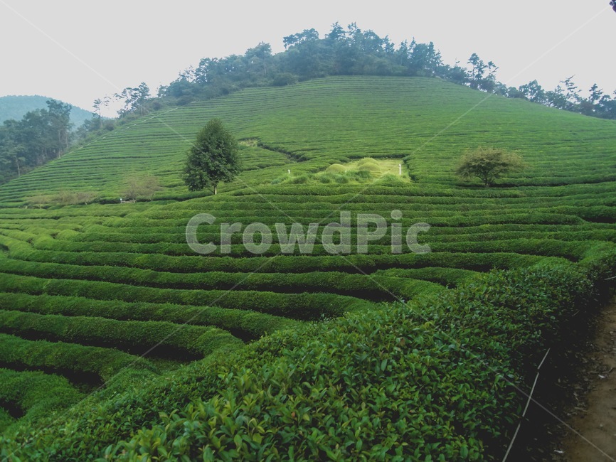 보성,녹차,녹차밭,자연,나무,초록빛,자연,풍경,nature,landscape,outdoors,옥외,field,들