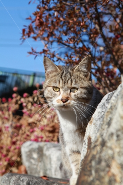 길고양이의휴식,반려동물,치열한삶,가을,고양이,동물,animal,포유류,mammal,고양이,cat,kitten,kitty