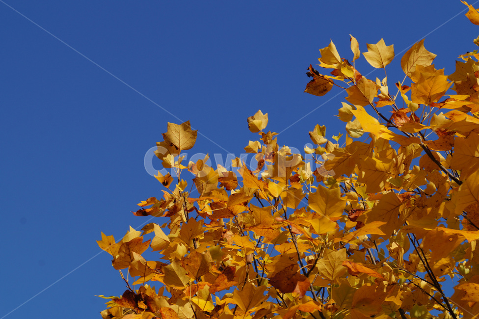 은행나무,은행,은행잎,가을,나무,나뭇잎,노란색,fall,계절,autumn,yellow,하늘,백그라운드,배경,sky,가을,계절,fall,autumn,season,leaf,잎,plant,식물