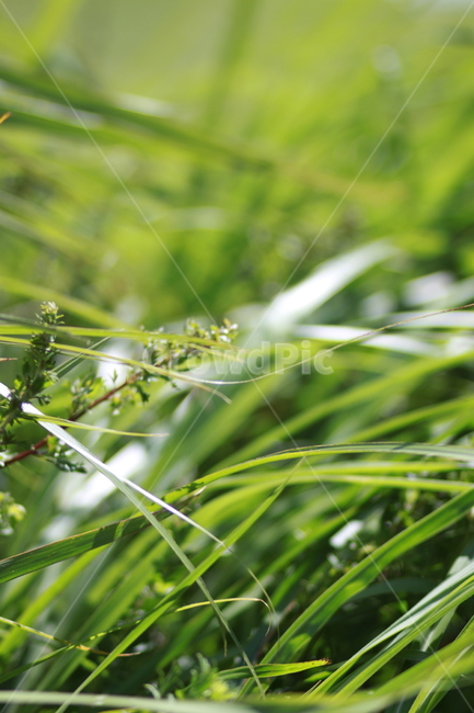 산,뒷동산,동산,식물,plant,초록,바람,흔들림,연두색,연두,초록색,여름,봄,갈대,햇빛,해,빛,자연,감성,감성사진