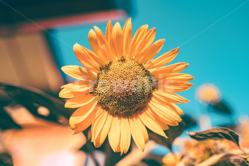 꽃,해바라기,해바리기꽃,노란색,식물,flower,sunflower,yellow,plant,따뜻,온화,매직아워,여름,계절,summer,season,가을,fall,autumn,식물,자연,plants,nature,꽃,flower,감성,sensible,feeling,색깔,색상,색채,색감,color sense,color sensitivity,feeling of color,blossom