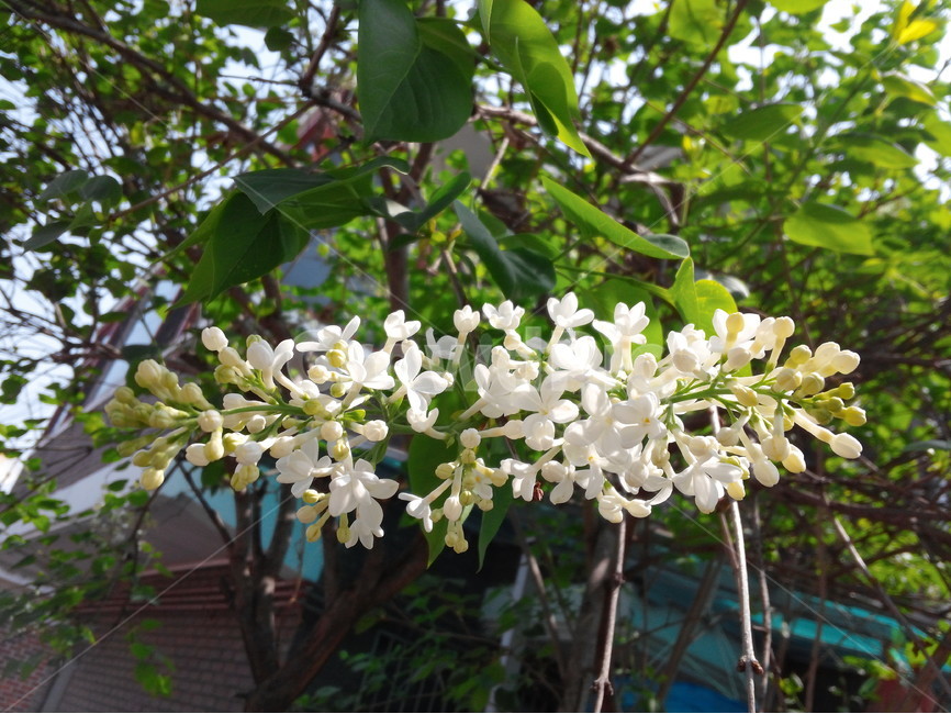 라일락,꽃,봄,향기,싱그러움,식물,텃밭,식물,자연,plants,nature,꽃,flower