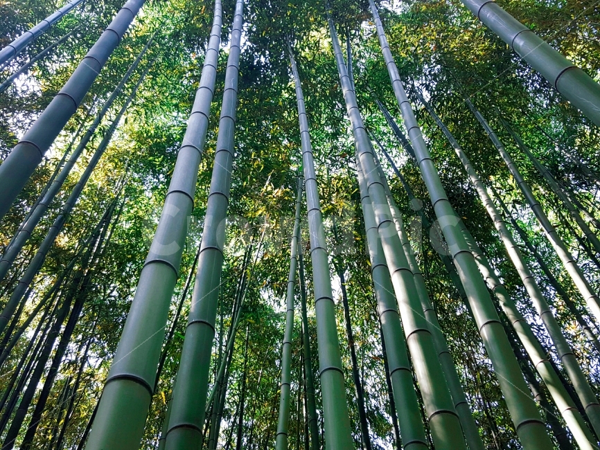 대나무,숲,나무,자연,햇살,햇빛,초록,대숲,대나무숲,울산,식물,자연,plants,nature,풍경,landscape,plant,bamboo