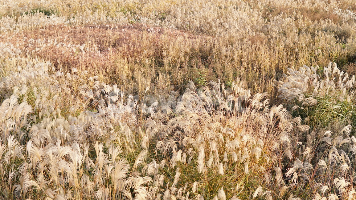 하늘공원,갈대밭,갈대숲,갈대,가을,배경,가을,계절,fall,autumn,season,grass,잔디,plant,식물,lawn,reed