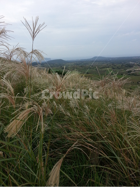 제주,풍경,풀,jeju,landscape,자연,풍경,nature,landscape,한국자연풍경,한국자연경관,korea nature landscape,제주도,jeju,jeju island,plant,식물,grass,잔디,lawn,reed,갈대
