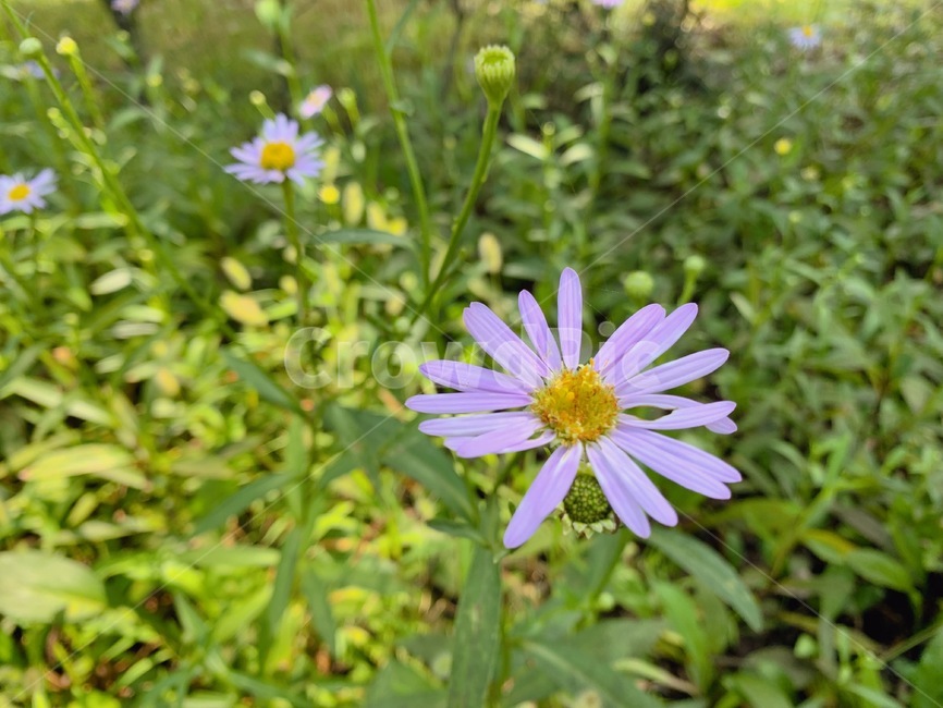 꽃,flower,벌개미취,식물,plant,식물,자연,plants,nature,꽃,flower