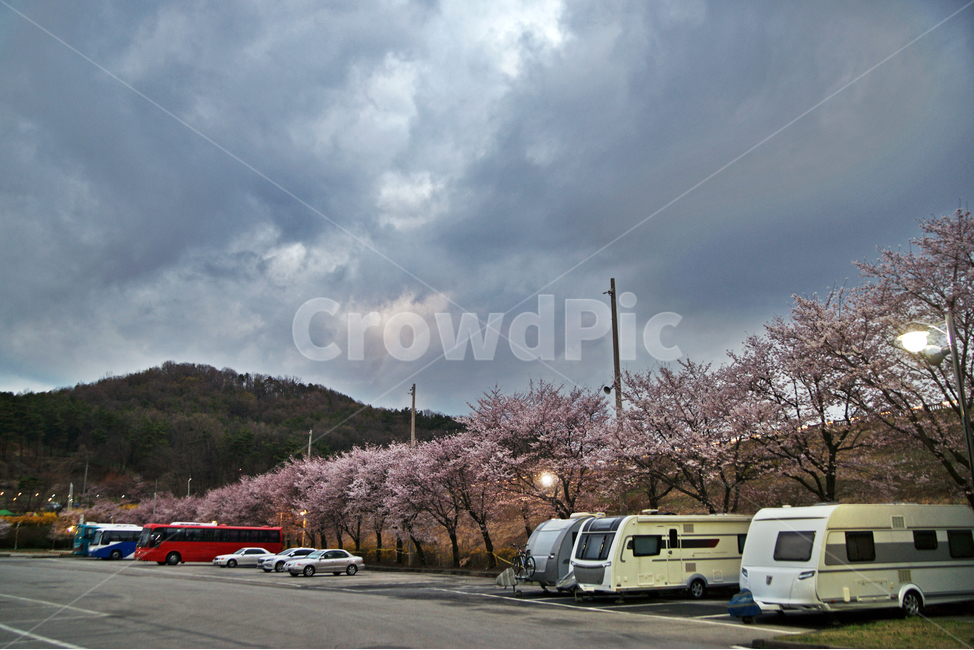 벗꽃,봄,주차장,백운호수,의왕,구름,캠핑카,봄,계절,spring,season,automobile,자동차,vehicle,차량,transportation,교통,car,차,plant,식물