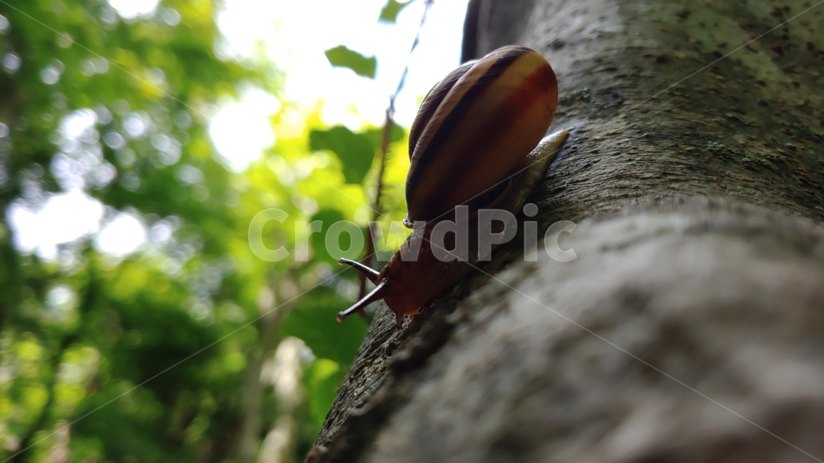 달팽이,연체동물,snail,greatsnail,caracol,자연,nature,forest,숲생태,동물,animal
