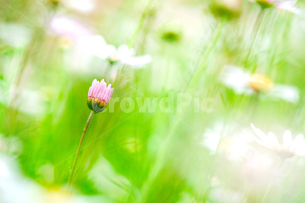 꽃,봄,환상적,감성,초록,식물,자연,plants,nature,꽃,flower