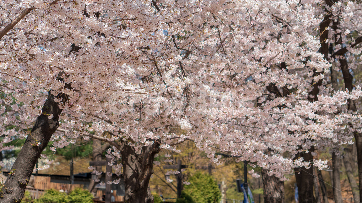 벚꽃,봄꽃,봄,자연,계절,season,spring,cherryblossoms,꽃축제,봄날,화려한,예쁜,핑크색,하얀색,파란색,파란하늘,flower,nature,garden,beautiful,공원,바탕,정원,봄하늘,나무,가로수