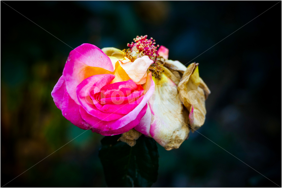 가을장미,장미,autumnrose,이별,쓸쓸함,식물,자연,plants,nature,꽃,flower