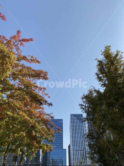 가을,단풍,하늘,맑음,날씨,계절,화창,파란,푸른,도시,서울,픙경,나무,tree,식물,도시,풍경,city,landscape