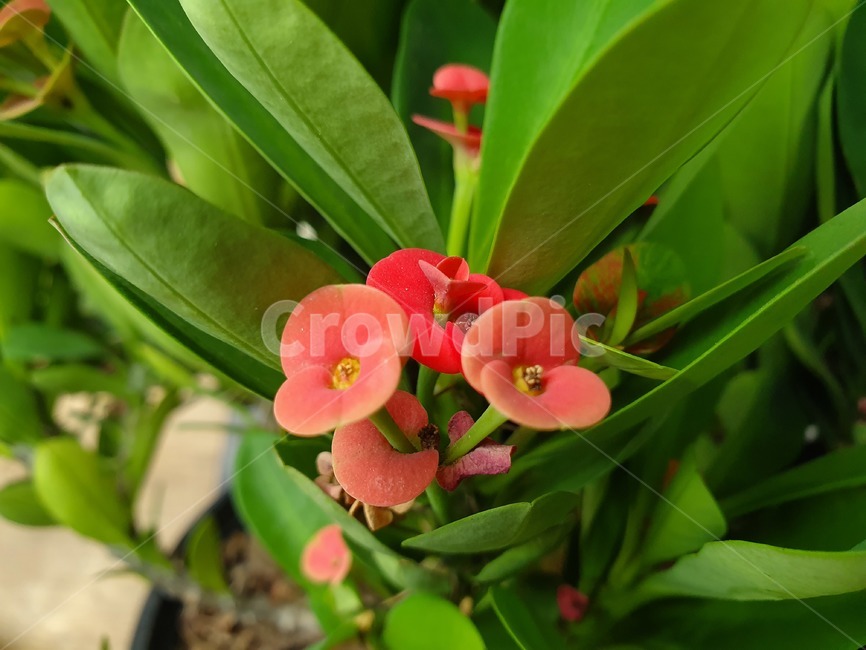 beautiful,leaves,다홍색,빨간색,plant,식물,꽃,flower,식물,자연,plants,nature