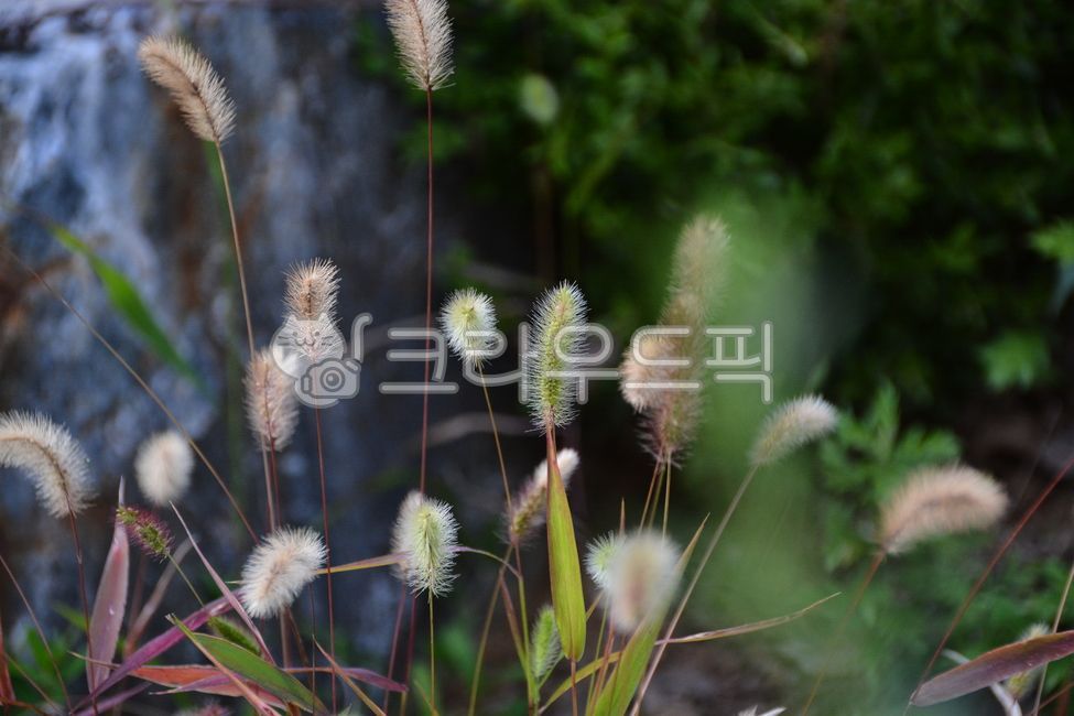 자연, nature, 잎, 풀, 역광, 사진,이미지,일러스트,캘리그라피 - bbchung작가