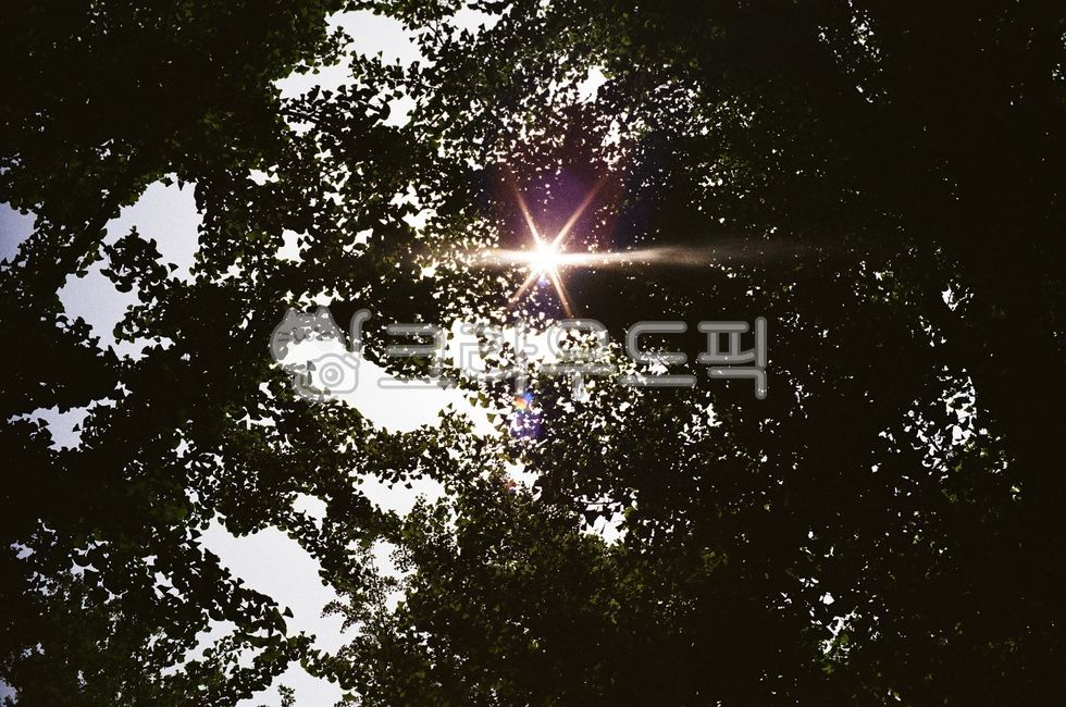 햇빛, 빛, sunlight, 숲, 숲속, 사진,이미지,일러스트,캘리그라피 - hazy____작가