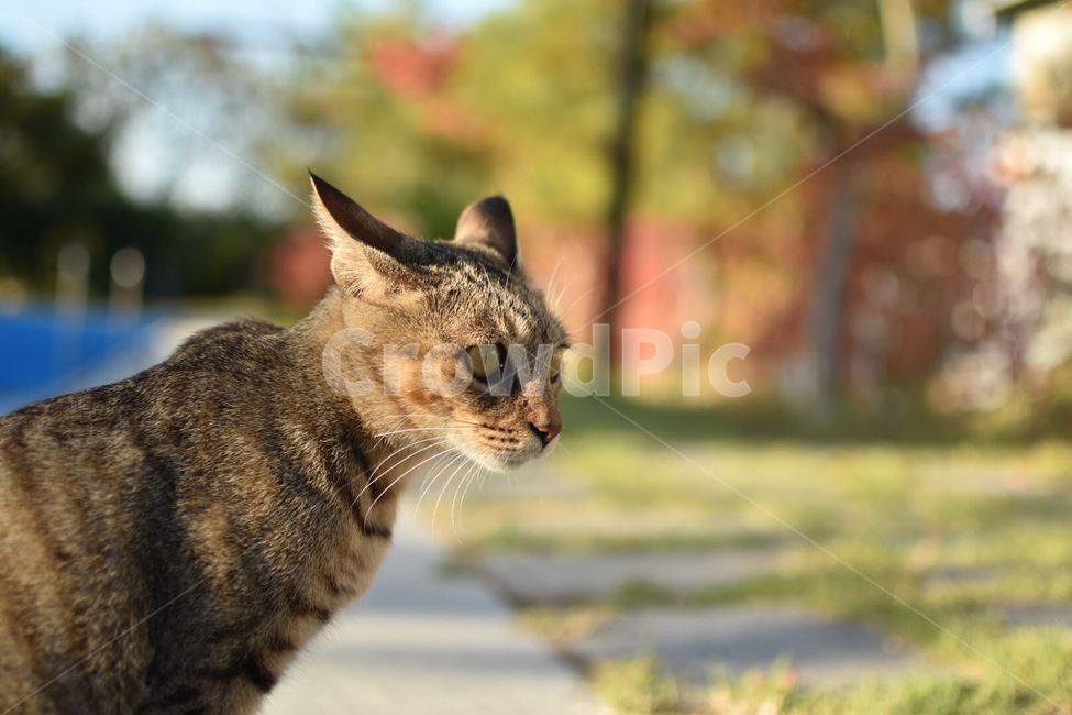 고양이,동물,길고양이,야생고양이,야생동물,동물,animal,포유류,mammal,고양이,cat,kitten,kitty