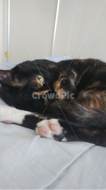 카리스마,코숏,cat,핑크젤리,고양이발바닥