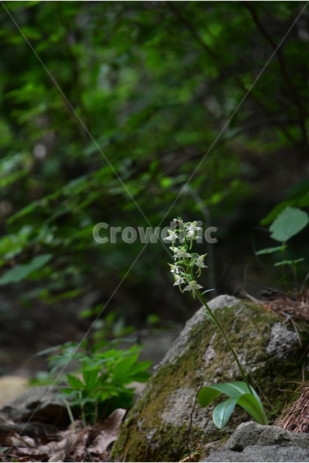 제비난초,야생화,생태,식물,자연,꽃,힐링,플라워,wildflower,flower,plants,nature,season,감성,느낌,emotion,feeling,초본,난초과,제비난초속,식물,자연,plants,nature,꽃,flower