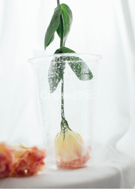 꽃,리시안션스,여름,청량,flower,감성사진,감성,식물,feeling,꽃,flower