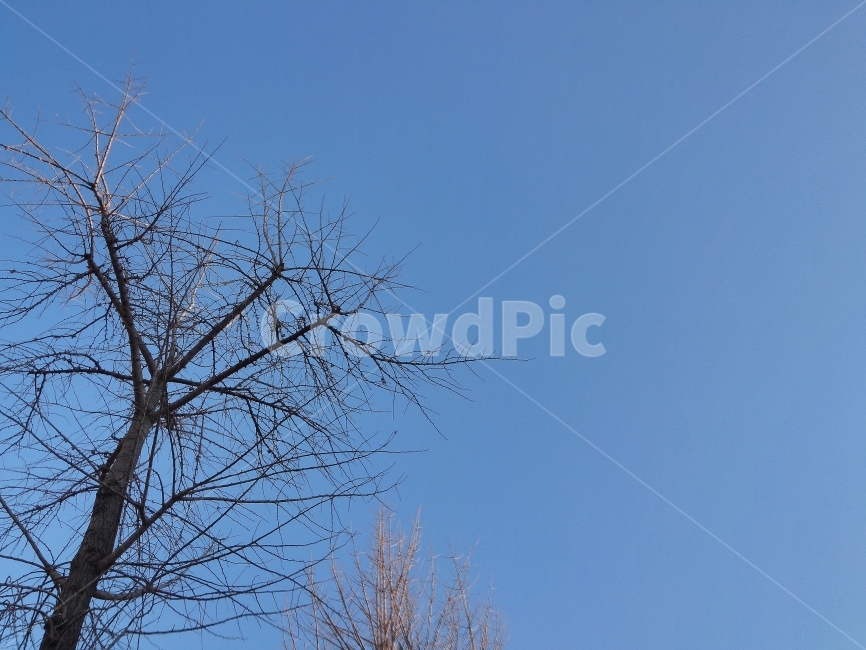 풍경,나무,자연,겨울,배경,잎새,겨울나무,겨울,계절,winter,season,자연,풍경,nature,landscape,식물,plants,나무,trees,wood,tree,plant