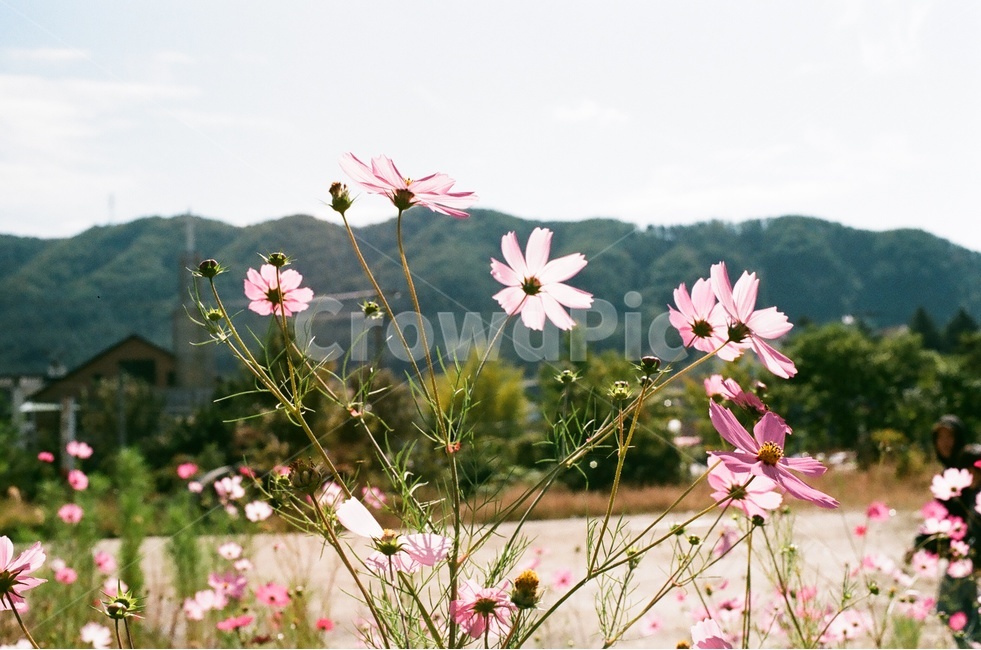 강원도,가을,코스모스,필름사진,필름,꽃,여행,가을,계절,fall,autumn,season,식물,자연,plants,nature,꽃,flower,감성,sensible,feeling,plant