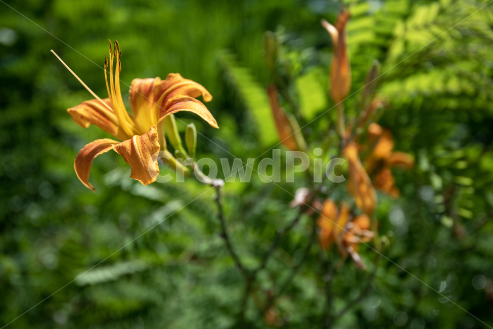 꽃,노랑,초록,여름,바탕,주황,식물,자연,plants,nature,꽃,flower