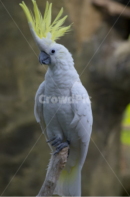 앵무새,동물,새,조류,동물원,열대,조류,새,birds