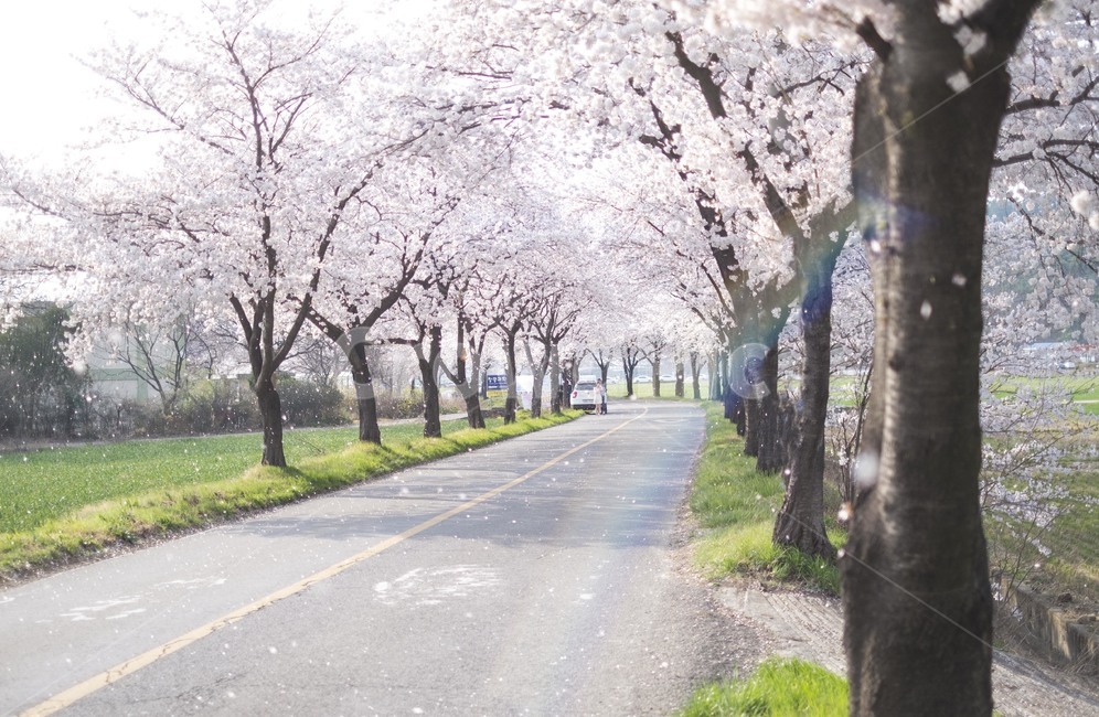 무지개,봄,벚꽃,날리는벚꽃,flowers,tree,나무,봄,계절,spring,season,자연,풍경,nature,landscape,plant,식물