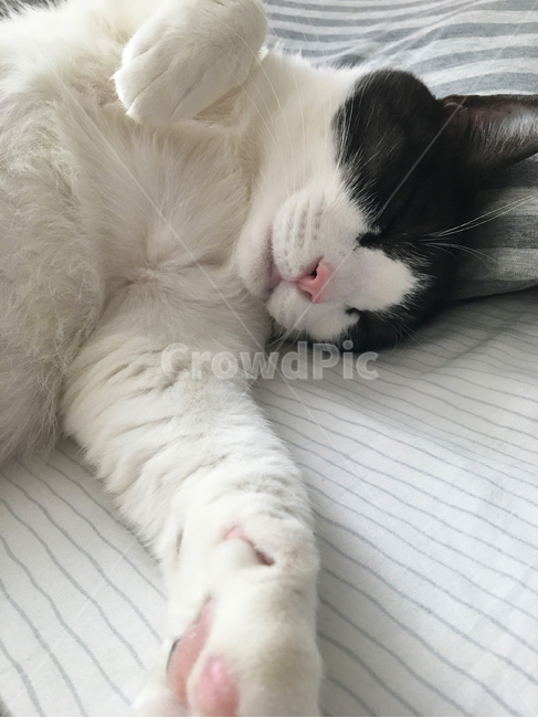 고양이,코숏,반려동물,반려묘,동물,눕기,한마리,잠,낮잠,휴식