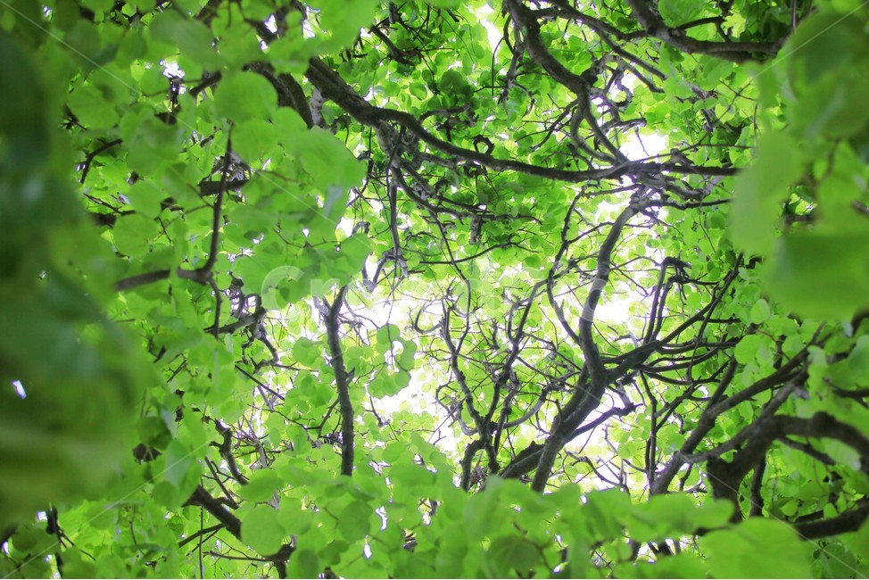 자연,감성사진,여행사진,나무,추억,날씨좋은날,식물,자연,plants,nature
