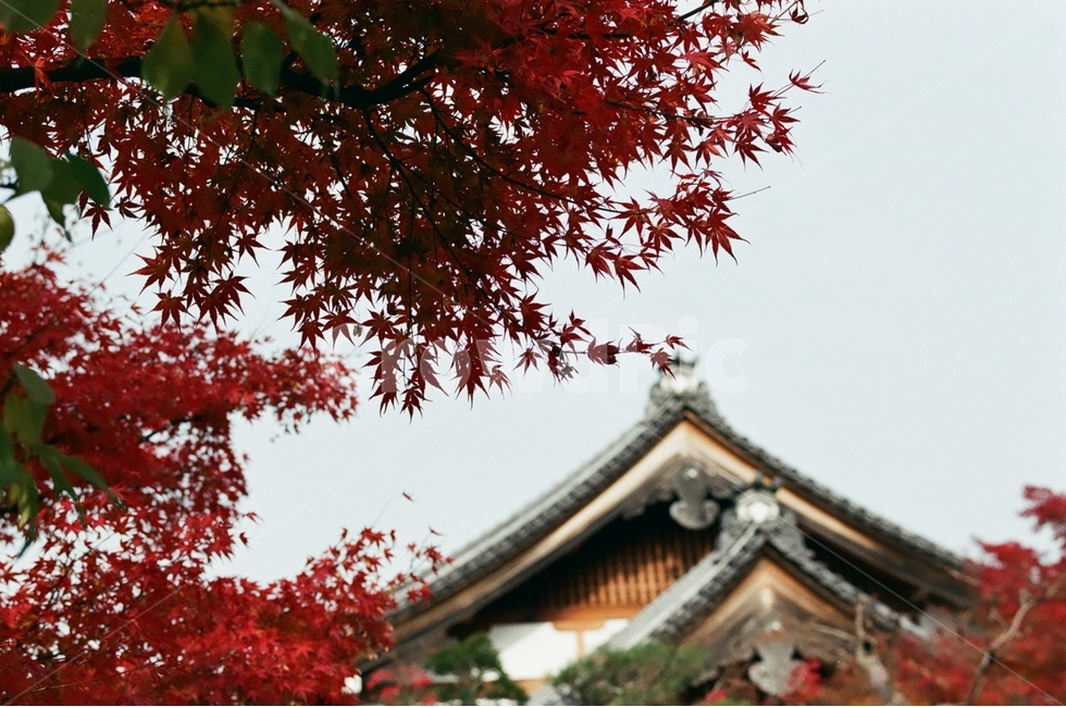 하늘,지붕,붉은색,단풍,가을,가을,계절,fall,autumn,season,해외,외국,세계,foreign,oversea,world,감성,sensible,feeling,건축물,건물외관,exterior,building,structure,architecture,construction,plant,식물,leaf,잎,tree,나무,maple