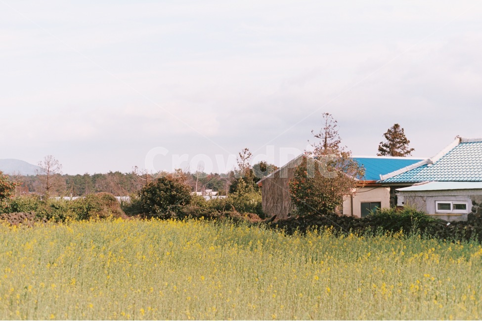 제주도,제주,유채꽃,길,마을,필름,필름사진,감성,감성사진,지붕,봄,여름,꽃,꽃밭,제주도,jeju,jeju island,감성,sensible,feeling,nature,자연,outdoors,옥외,building,건물,housing,주택
