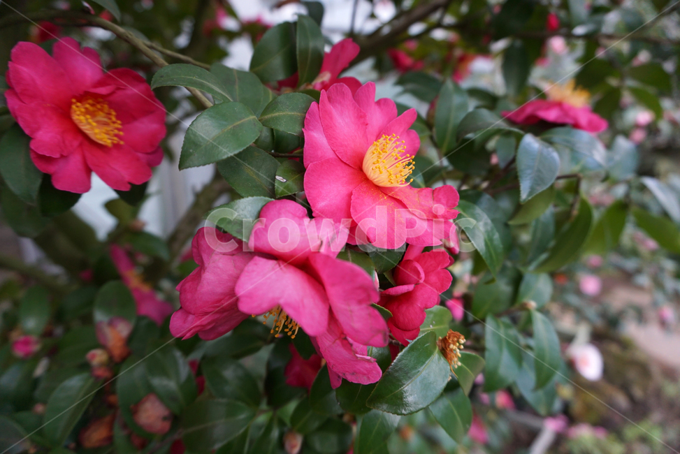 카멜리아힐,제주카멜리아힐,동백꽃,꽃,camelliahill,garden,풍경,flowers,제주,식물,자연,plants,nature,꽃,flower