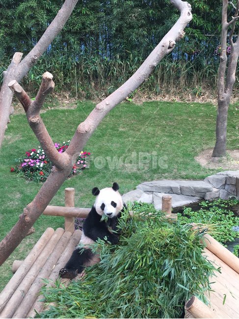 판다,판다먹이,동물,판다식사,팬더,panda