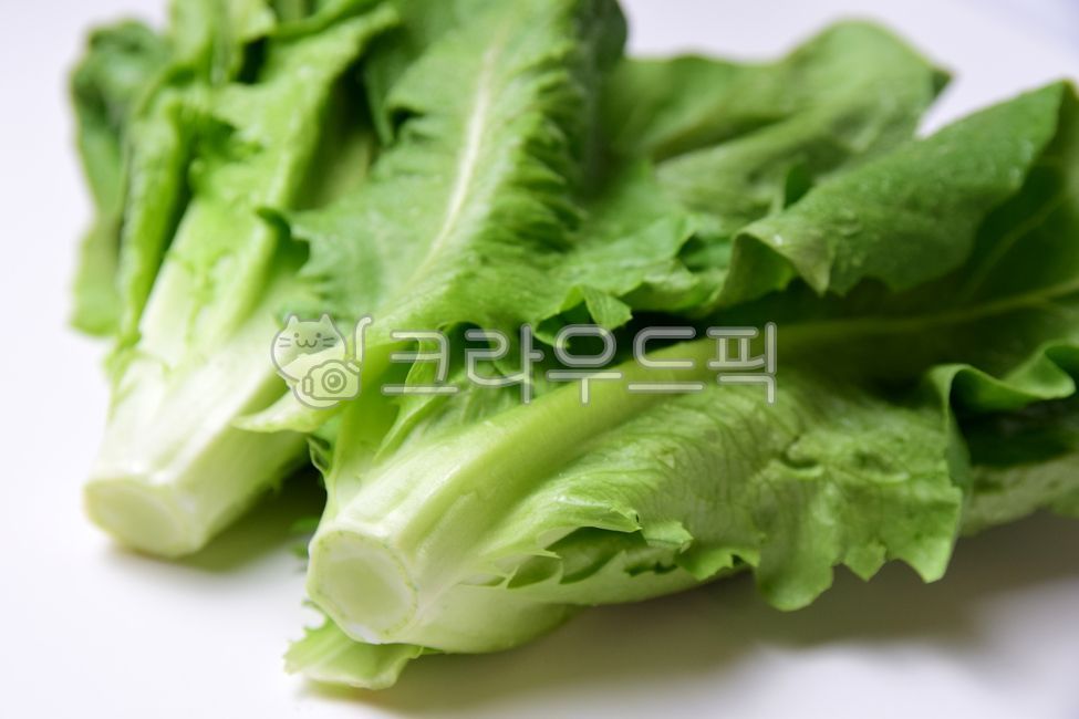 green,white background,vegetable,leaf,lettuce,vegetables,Lettuce,Romaine Lettuce,foodreserves,Romaine,ingredients