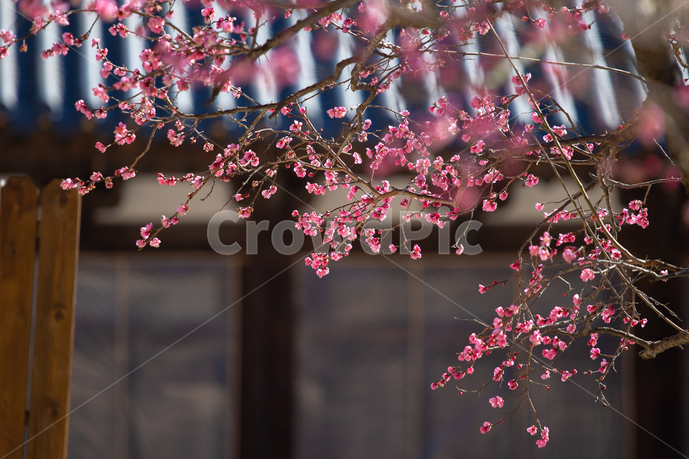 홍매화,봄,매화,꽃,가지,핑크,식물,스냅,만개,감성,일상,plant,blossom,flower,spring,풍경배경,배경,꽃배경,꽃,flower,나무,trees,wood