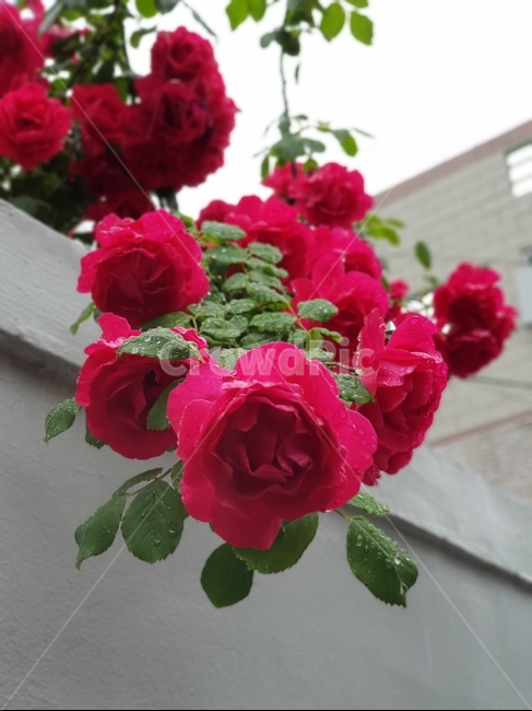 장미,rose,꽃,flower,식물