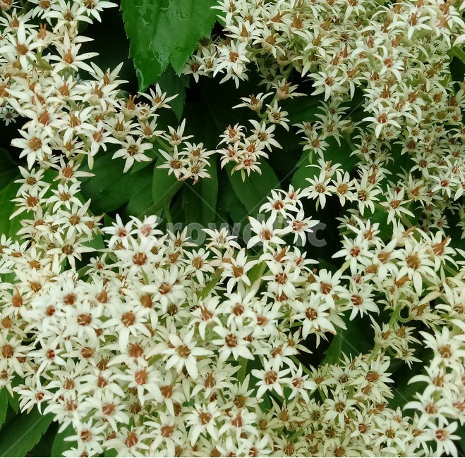 돌단풍,장장포,부처손,다년생초본,돌나리,mapleleafgrass,범의귀과,척엽초,관상용,쌍자엽식물,이판화,직립형식물,야생,약용,식용