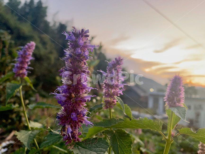 보라색,purple,plant,식물,꽃,리아트리스,flowers