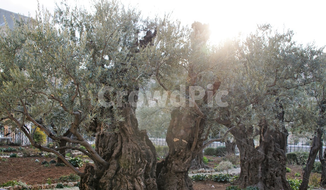 나무,자연,식물,올리브나무,초록색,nature,trees,이스라엘,고목,햇빛,식물,자연,plants,nature,나무,trees,wood